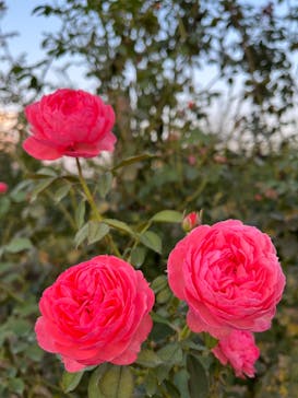 いばらきフラワーパークに投稿された画像（2023/10/28）