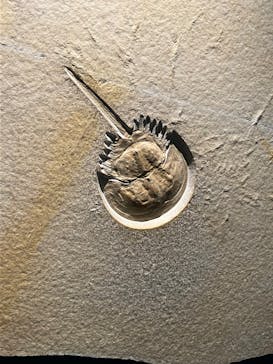 福井県立恐竜博物館に投稿された画像（2023/10/28）