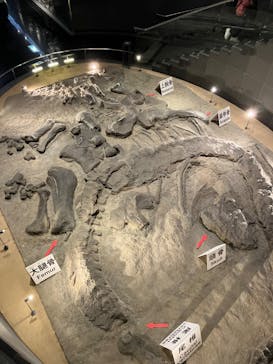福井県立恐竜博物館に投稿された画像（2023/10/28）