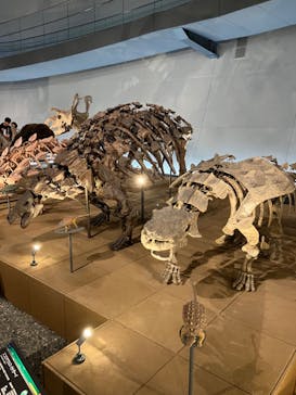 福井県立恐竜博物館に投稿された画像（2023/10/28）