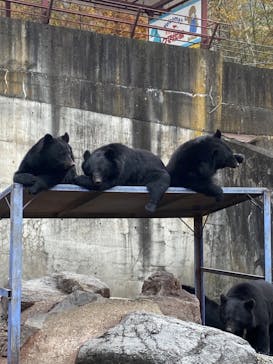 奥飛騨クマ牧場に投稿された画像（2023/10/28）