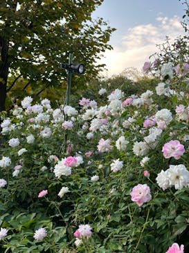 横浜イングリッシュガーデンに投稿された画像（2023/10/28）