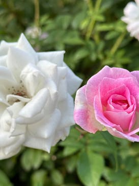 横浜イングリッシュガーデンに投稿された画像（2023/10/28）