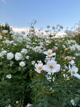 横浜イングリッシュガーデンに投稿された画像（2023/10/28）