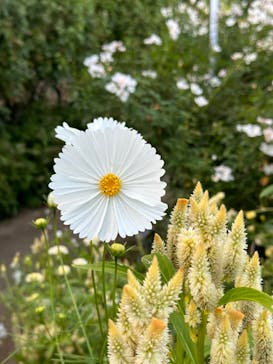 横浜イングリッシュガーデンに投稿された画像（2023/10/28）