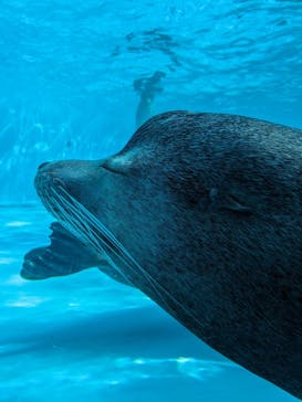 鴨川シーワールドに投稿された画像（2023/10/28）