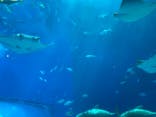 沖縄美ら海水族館に投稿された画像（2023/10/28）