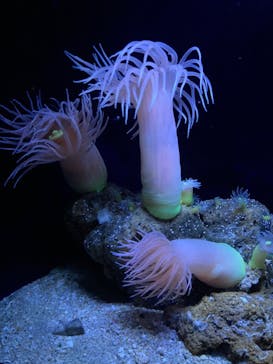 沖縄美ら海水族館に投稿された画像（2023/10/28）