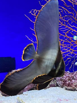 沖縄美ら海水族館に投稿された画像（2023/10/28）