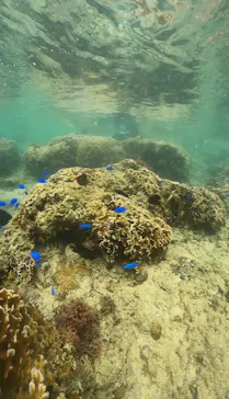 武藤潜水に投稿された画像（2023/10/28）