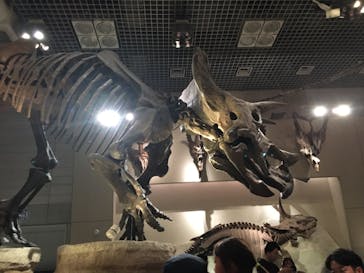 国立科学博物館に投稿された画像（2023/10/28）