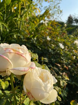 横浜イングリッシュガーデンに投稿された画像（2023/10/28）