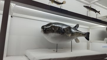 特別展「和食 ～日本の自然、人々の知恵～」に投稿された画像（2023/10/28）