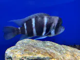 サンシャイン水族館に投稿された画像（2023/10/28）