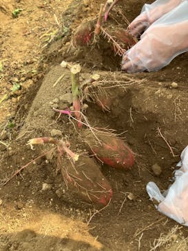 成田ゆめ牧場に投稿された画像（2023/10/28）