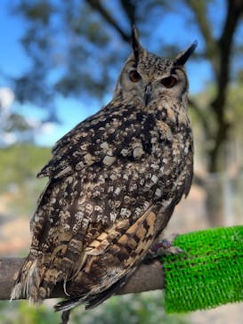 しろとり動物園に投稿された画像（2023/10/28）