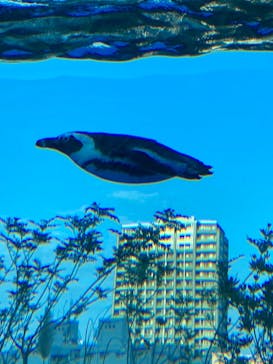 サンシャイン水族館に投稿された画像（2023/10/28）