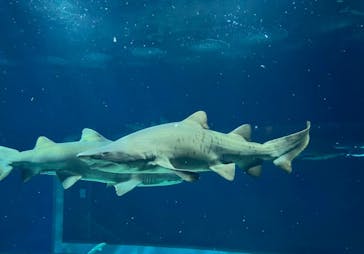 アクアワールド茨城県大洗水族館に投稿された画像（2023/10/28）