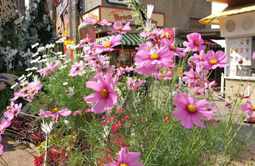 ひらかたパークに投稿された画像（2023/10/28）