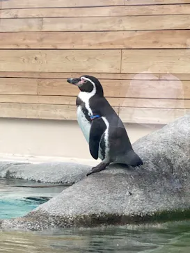天王寺動物園に投稿された画像（2023/10/28）