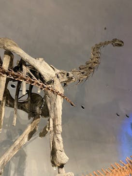 福井県立恐竜博物館に投稿された画像（2023/10/28）