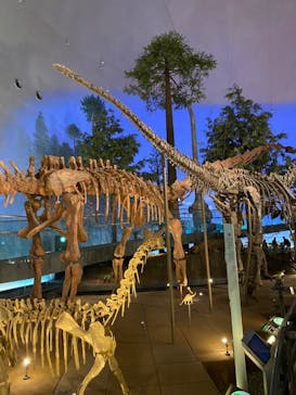 福井県立恐竜博物館に投稿された画像（2023/10/28）