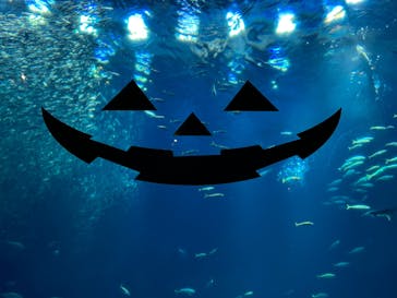 アクアワールド茨城県大洗水族館に投稿された画像（2023/10/28）