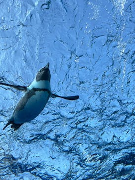 サンシャイン水族館に投稿された画像（2023/10/28）