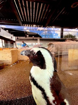 京都水族館に投稿された画像（2023/10/28）