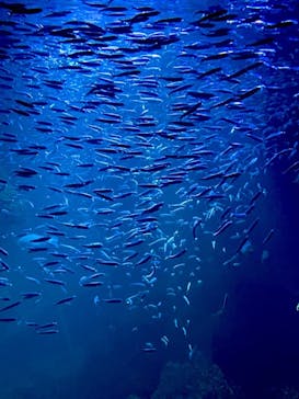 京都水族館に投稿された画像（2023/10/28）