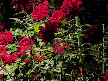 横浜イングリッシュガーデンに投稿された画像（2023/10/28）