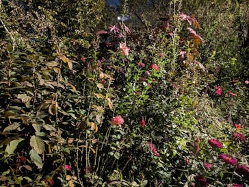 横浜イングリッシュガーデンに投稿された画像（2023/10/28）