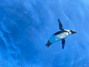 サンシャイン水族館に投稿された画像（2023/10/28）
