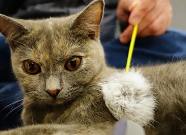 猫カフェモカ　町田ジョルナ店に投稿された画像（2023/10/28）