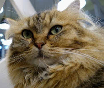 猫カフェモカ　町田ジョルナ店に投稿された画像（2023/10/28）