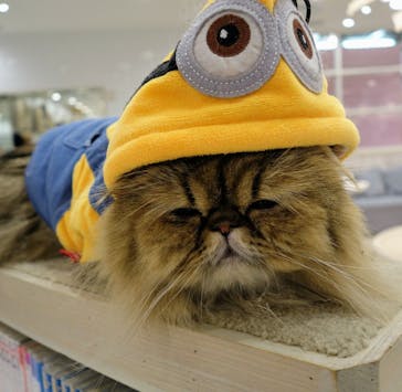 猫カフェモカ　町田ジョルナ店に投稿された画像（2023/10/28）