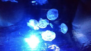 サンシャイン水族館に投稿された画像（2023/10/28）