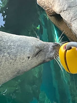 しながわ水族館に投稿された画像（2023/10/28）