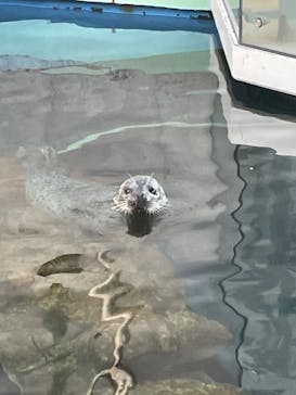 しながわ水族館に投稿された画像（2023/10/28）