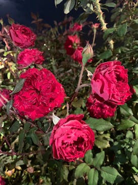 いばらきフラワーパークに投稿された画像（2023/10/29）