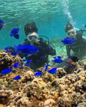 武藤潜水に投稿された画像（2023/10/29）