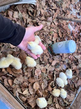 しろとり動物園に投稿された画像（2023/10/29）