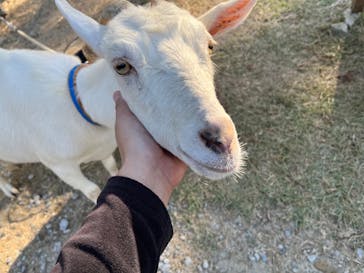 しろとり動物園に投稿された画像（2023/10/29）