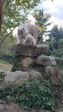 群馬サファリパークに投稿された画像（2023/10/29）