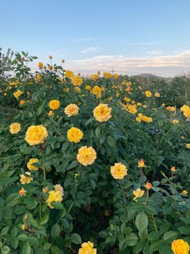 いばらきフラワーパークに投稿された画像（2023/10/29）