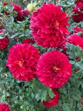 いばらきフラワーパークに投稿された画像（2023/10/29）