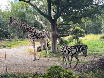 天王寺動物園に投稿された画像（2023/10/29）