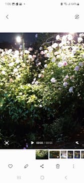 横浜イングリッシュガーデンに投稿された画像（2023/10/29）