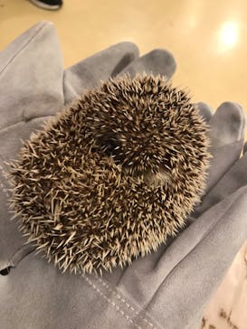 Moff animal cafe イオンモール幕張新都心店に投稿された画像（2023/10/29）