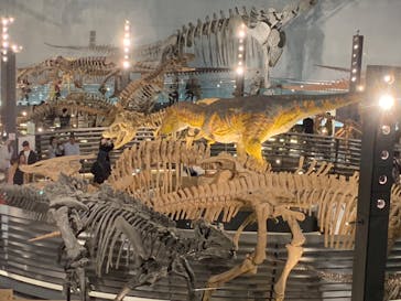 福井県立恐竜博物館に投稿された画像（2023/10/29）